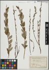 Foto von Salix repens subsp. incubacea (L.) A. Neumann